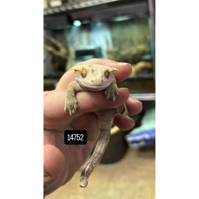 Crested Gecko (Adult Male)