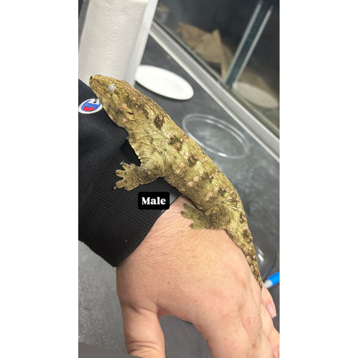 Leachianus Gecko (Pine Island) (Male)
