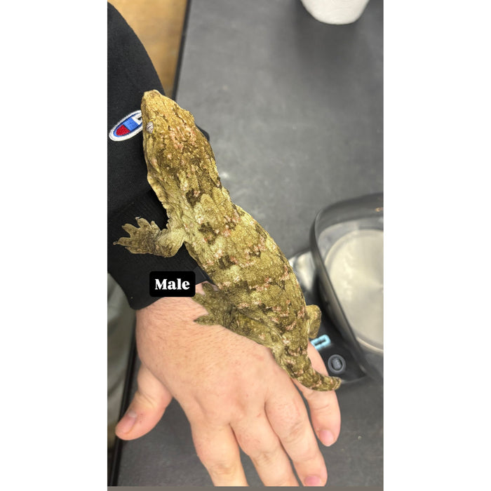 Leachianus Gecko (Pine Island) (Male)