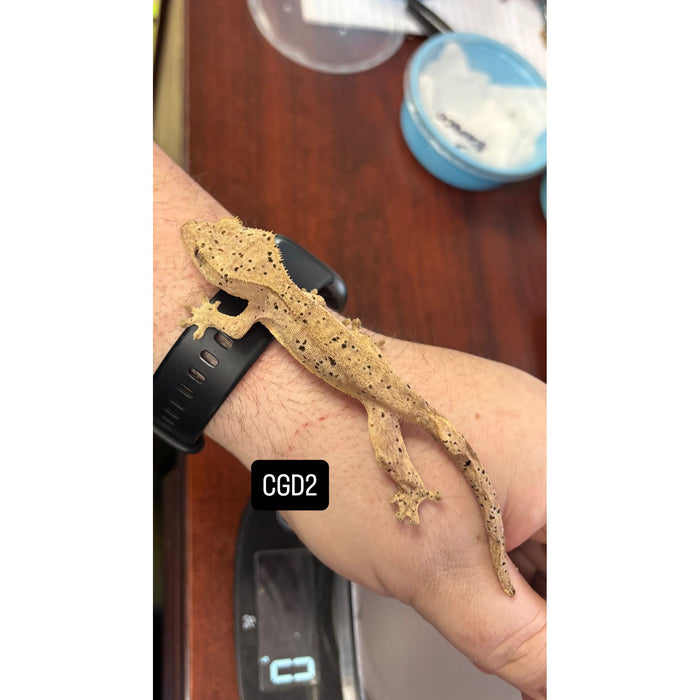 Crested Gecko (Dalmatian) (Juvenile) (CGD2)