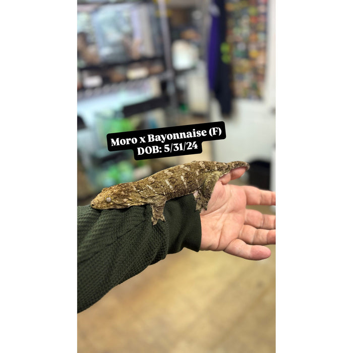 Leachianus Gecko (Moro X Bayonnaise) (Adult)