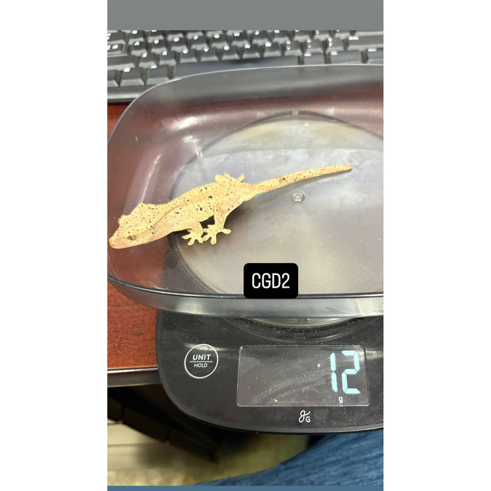 Crested Gecko (Dalmatian) (Juvenile) (CGD2)