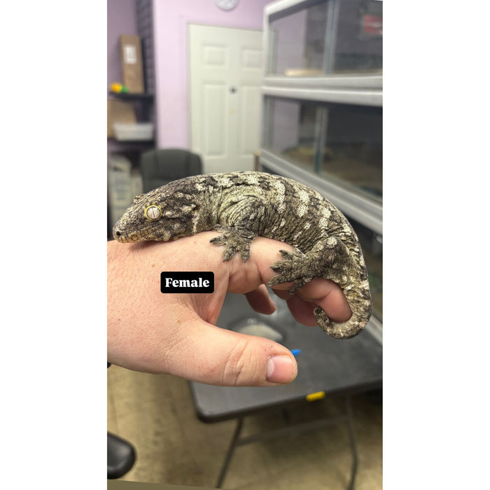 Leachianus Gecko (Pine Island) (Female)