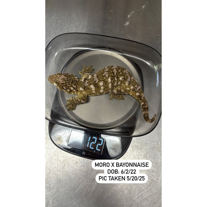 Leachianus Gecko (Moro X Bayonnaise) (Sub Adult)
