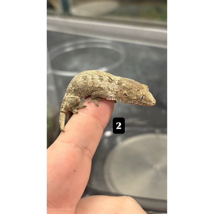Leachianus Gecko (Moro X Bayonnaise) (Rhacodactylus leachianus)