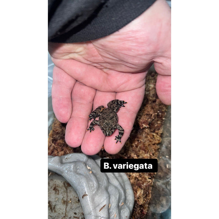 Fire Belly Toad (Bombina variegata)