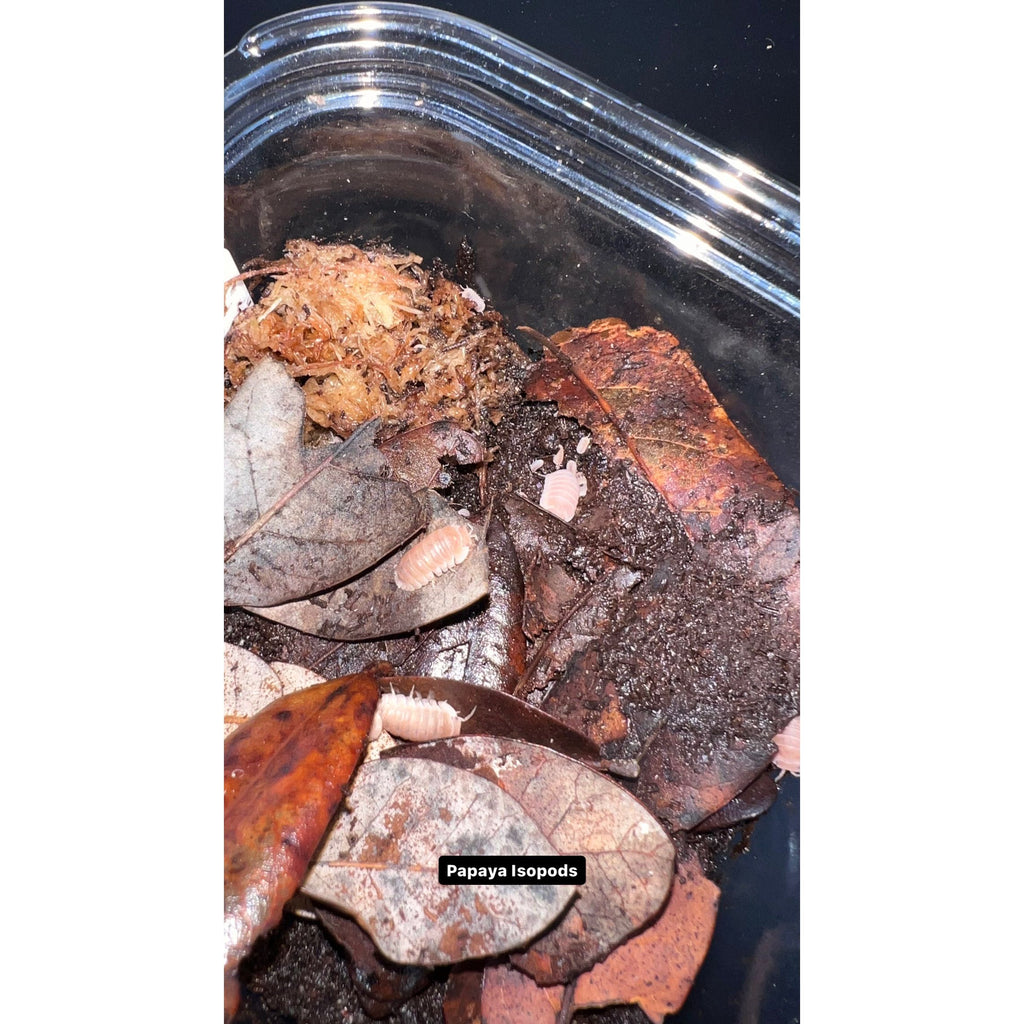 Isopods for sale near me Isopods for sale near me