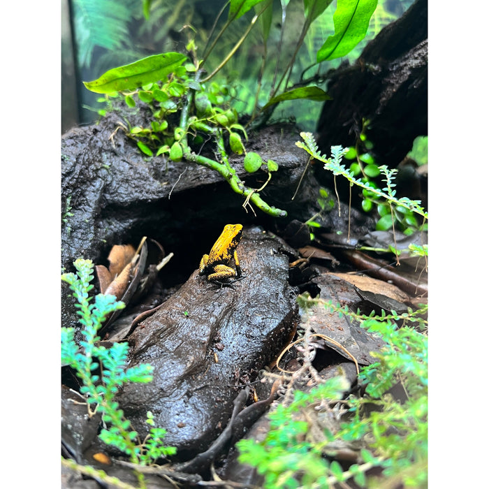 Black Footed Orange Terribilis Dart Frog