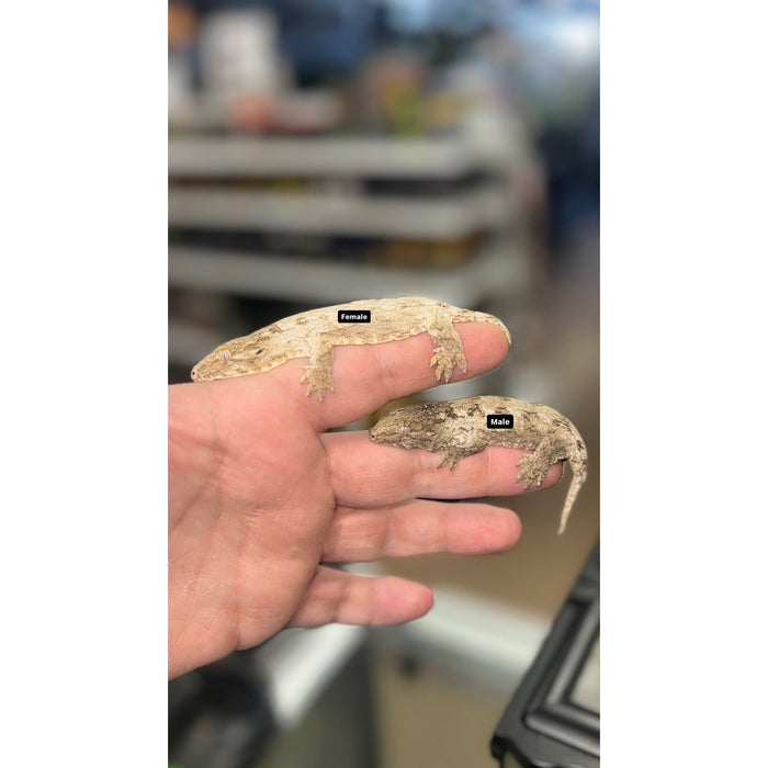 Leachianus Gecko (Baby) (Isle of Pines)