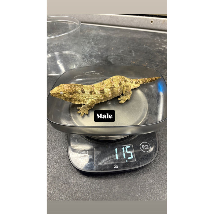 Leachianus Gecko (Pine Island) (Male)