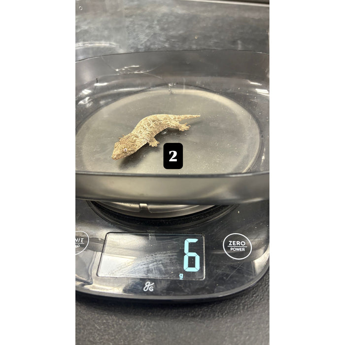 Leachianus Gecko (Moro X Bayonnaise) (Rhacodactylus leachianus)
