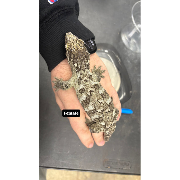 Leachianus Gecko (Pine Island) (Female)