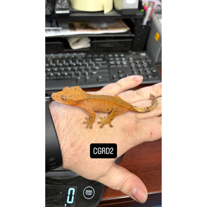 Crested Gecko (Red Dalmatian) (Juvenile) (CGRD2)