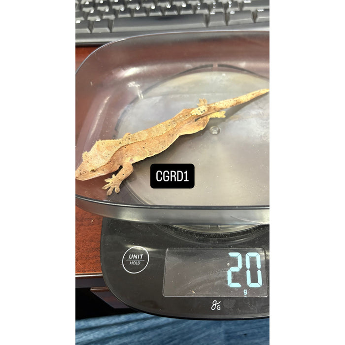 Crested Gecko (Red Dalmatian) (Juvenile) (CGRD1)