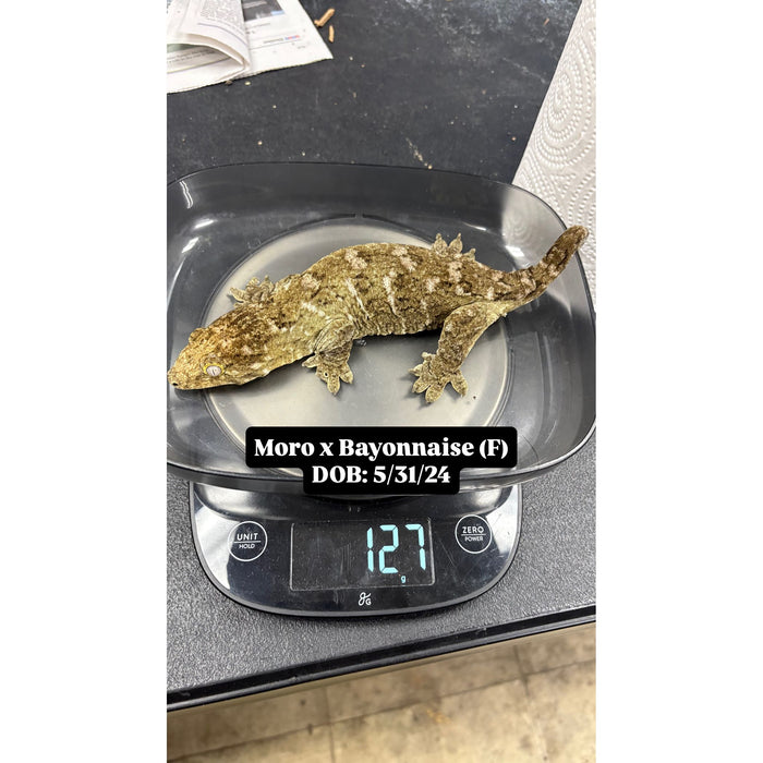 Leachianus Gecko (Moro X Bayonnaise) (Adult)