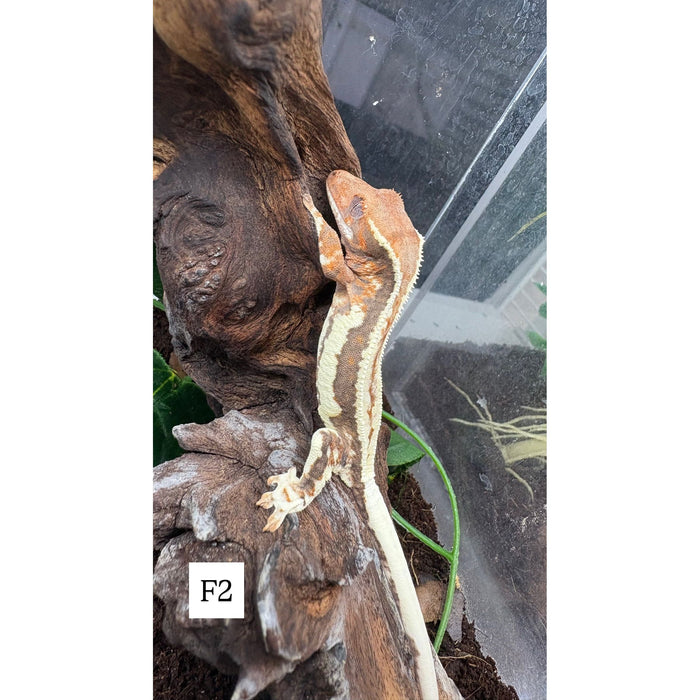 Frappuccino Crested Gecko (F2)