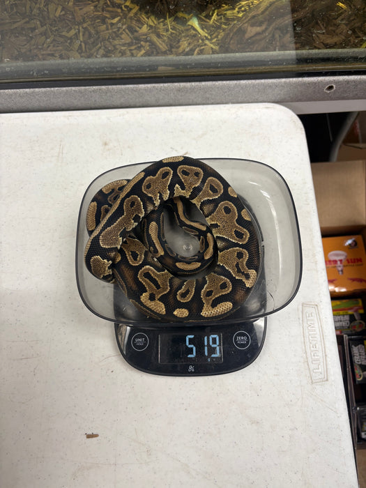 Ball Python (Yellow Belly)