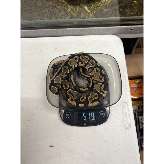 Ball Python (Yellow Belly)