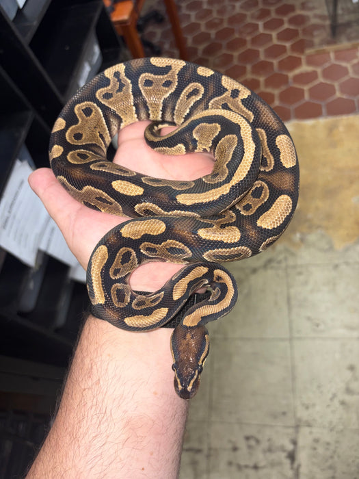 Ball Python (Yellow Belly)