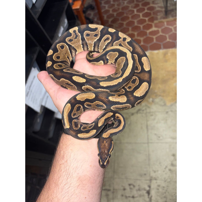 Ball Python (Yellow Belly)