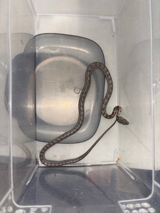 Baird's Rat Snake (Pantherophis baridi)