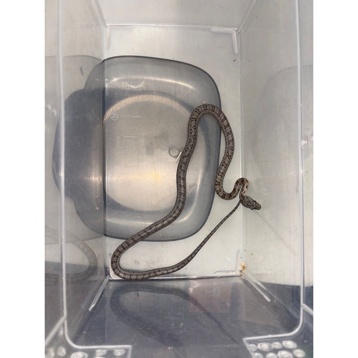 Baird's Rat Snake (Pantherophis baridi)