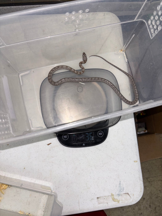 Baird's Rat Snake (Pantherophis baridi)