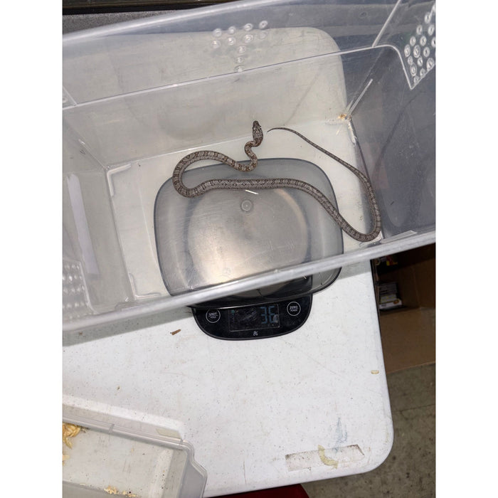 Baird's Rat Snake (Pantherophis baridi)