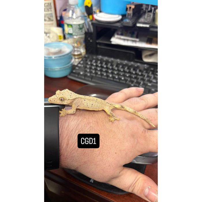 Crested Gecko (Dalmatian) (Juvenile) (CGD1)
