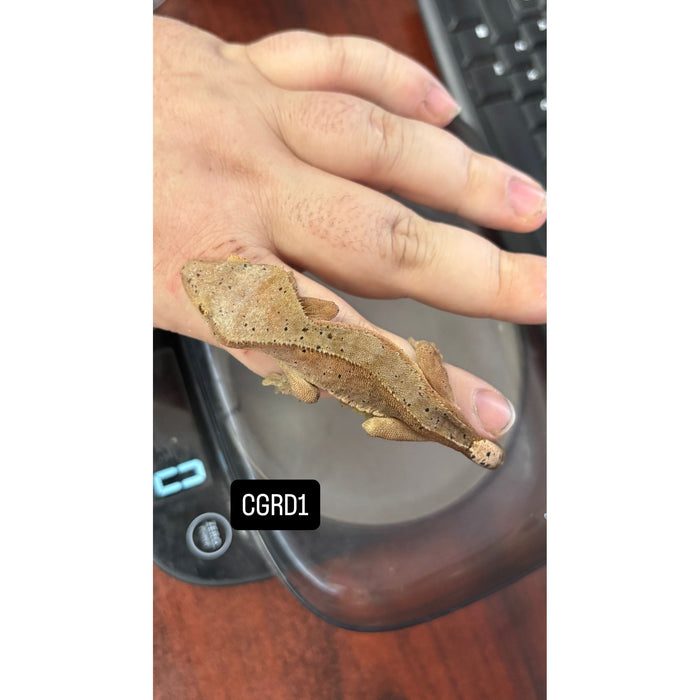 Crested Gecko (Red Dalmatian) (Juvenile) (CGRD1)