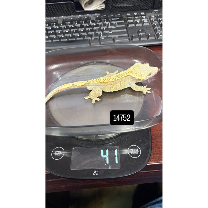 Crested Gecko (Adult Male)