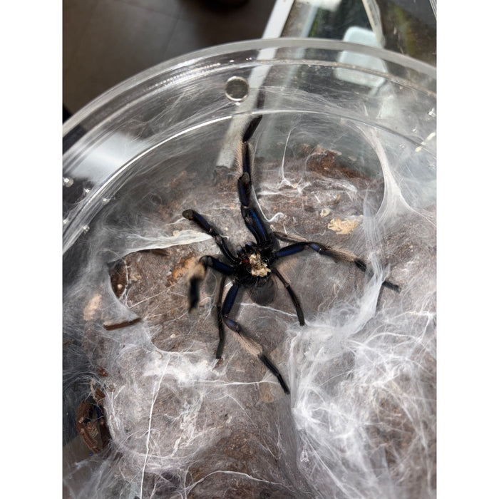 Electric Blue Earth Tiger (Male) (Chilobrachys natanicharum)