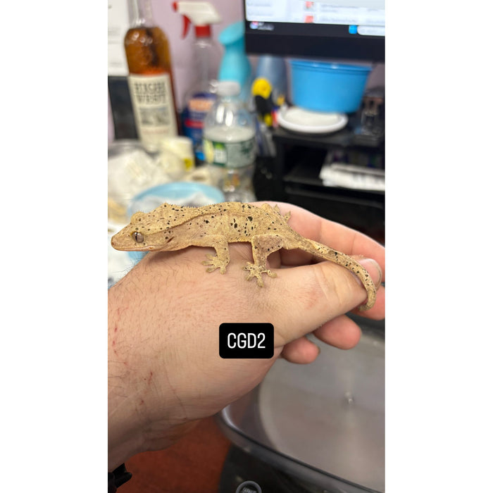 Crested Gecko (Dalmatian) (Juvenile) (CGD2)