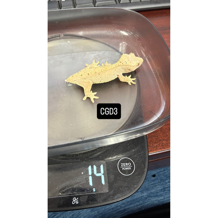 Crested Gecko (Dalmatian) (Juvenile) (CGD3)