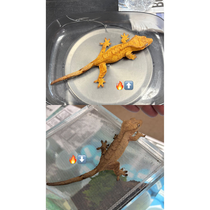 Crested Gecko (Female)
