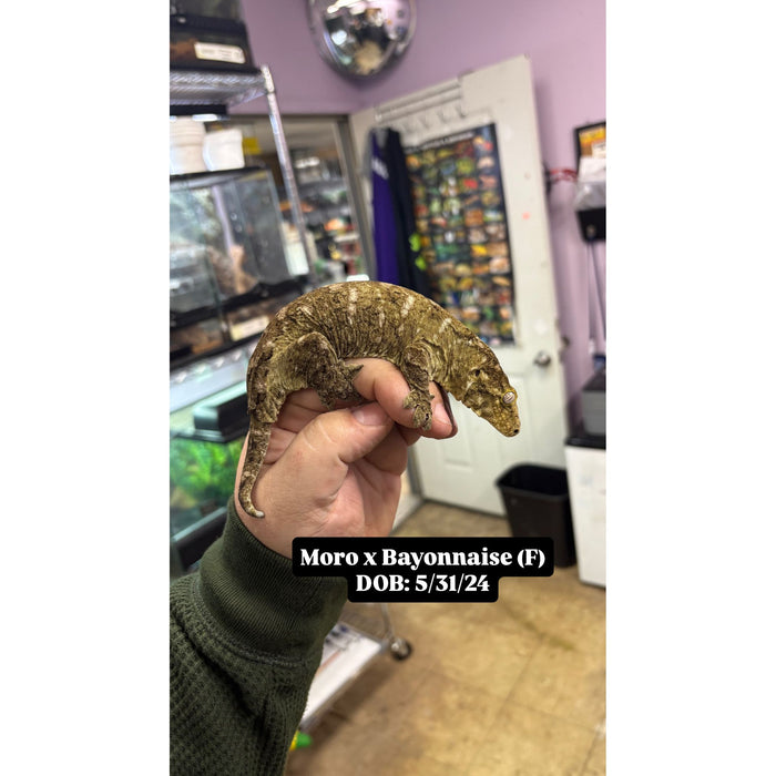 Leachianus Gecko (Moro X Bayonnaise) (Adult)