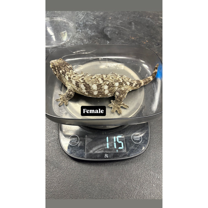 Leachianus Gecko (Pine Island) (Female)