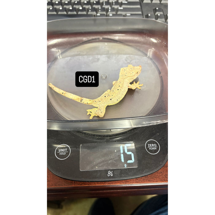 Crested Gecko (Dalmatian) (Juvenile) (CGD1)