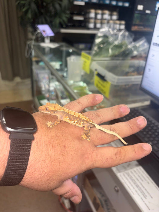 Frappuccino Crested Gecko (F1)