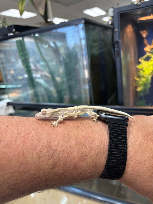 Frappuccino Crested Gecko (F2)