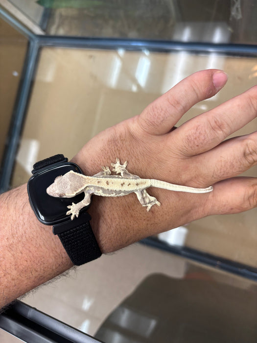 Frappuccino Crested Gecko (F2)