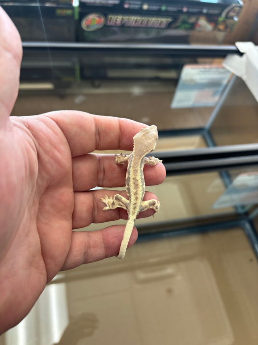 Frappuccino Crested Gecko (F3)