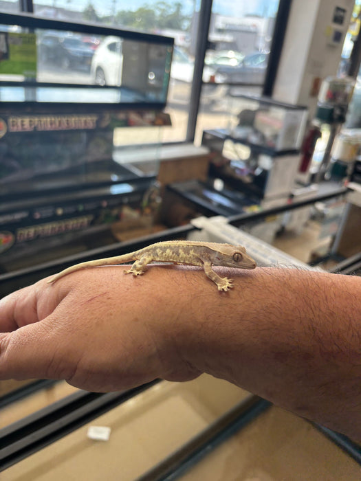 Frappuccino Crested Gecko (F3)