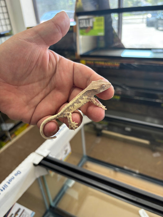 Frappuccino Crested Gecko (F3)