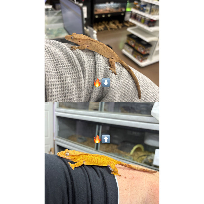 Crested Gecko (Female)