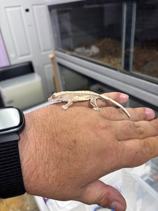 Frappuccino Crested Gecko (F4)