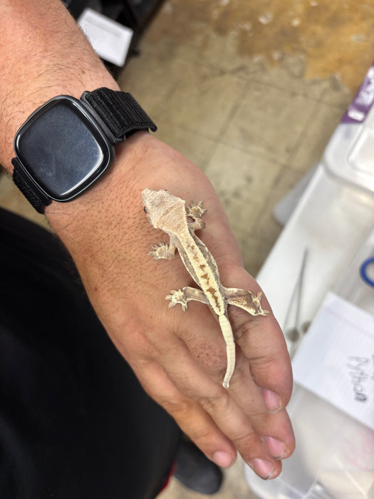 Frappuccino Crested Gecko (F4)