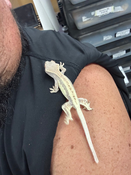 Frappuccino Crested Gecko (F5)
