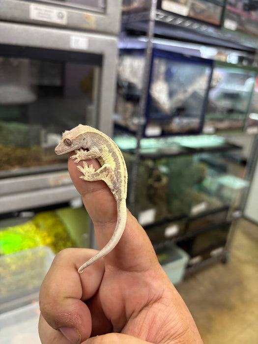 Frappuccino Crested Gecko (F5)