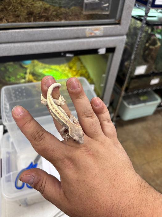 Frappuccino Crested Gecko (F5)